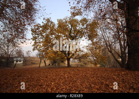 Srinagar, India. 17th Nov, 2018. Autumn is the season after summer and ...