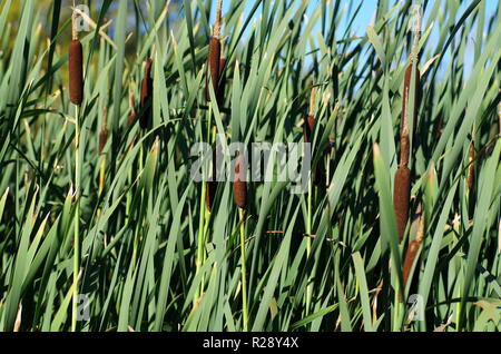 Broadleaf cattail grass growing by a lake Stock Photo