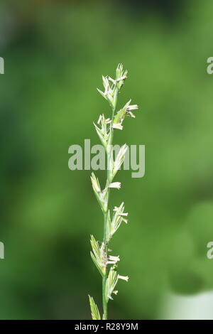 Flower spike on couch grass Elymus repens on green background Stock Photo