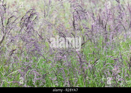 The bunch grass Festuca rubra in a natural field Stock Photo