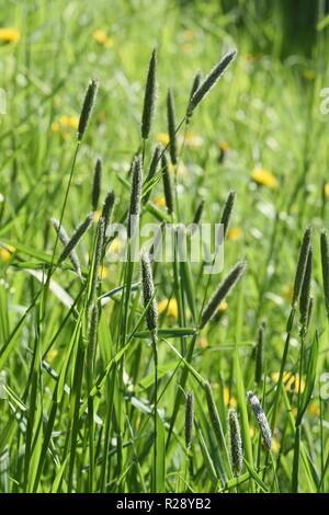 Field meadow foxtail grass Alopecurus pratensis Stock Photo