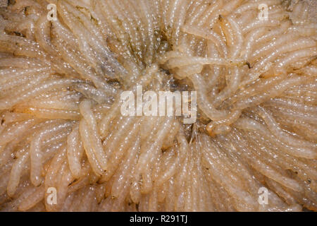 Close up of Squid eggs in protective casing washed up on a beach Stock