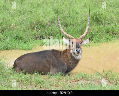 A male East African defassa waterbuck (Kobus ellipsiprymnus defassa) wallows in a pool. Queen Elizabeth National Park, Uganda. Stock Photo