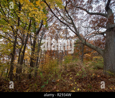 View of Dense Vegetation During Fall Season in Massachusetts Stock Photo
