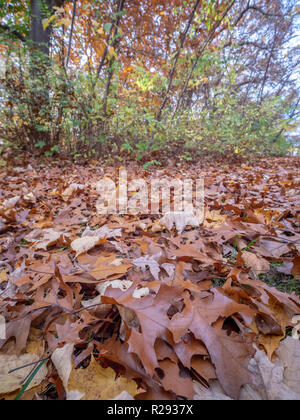 Low Angle View of Pile of Dry Leafs with Dense Vegetation in the Background Stock Photo