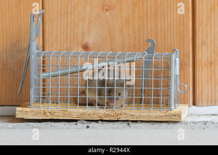 House mouse (Mus musculus), adult, with cheese in a living trap, Tyrol, Austria Stock Photo