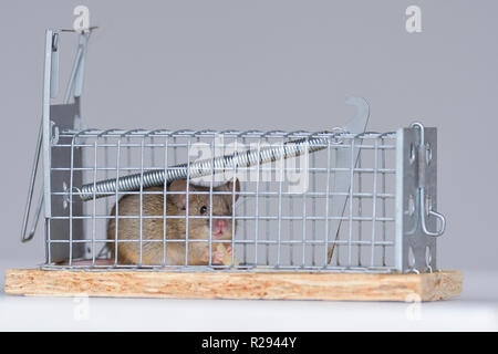 House mouse (Mus musculus), adult, with cheese in a living trap, Tyrol, Austria Stock Photo