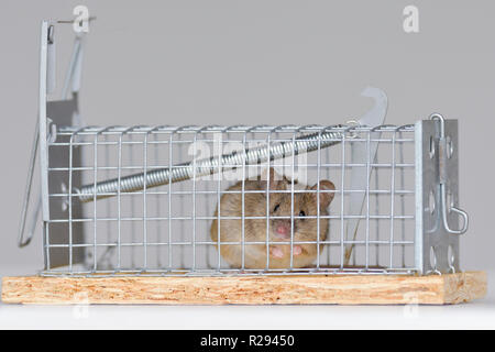 House mouse (Mus musculus), adult, with cheese in a living trap, Tyrol, Austria Stock Photo