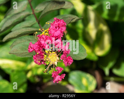 Closeup Pink Flower of Pride of India Tree Isolated on Nature Background Stock Photo