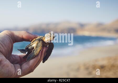 Rescue of green turtle. Human hand holding newborn turtle and carries them into sea. Ras Al Jinz, Sultanate of Oman. Stock Photo