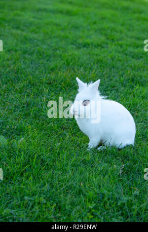 Cute white rabbit with blue eyes in the green grass, family Leporidae. Stock Photo