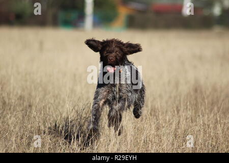 German wirehaired pointer running on the meadow or field. Stock Photo