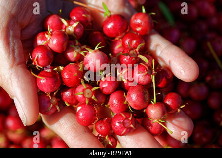 Sweet wild fruit that grows in southern Chile known as Murta, its scientific name is Ugni Molinae. This native berry deals with Chilean gastronomy Stock Photo