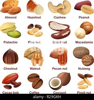 Nut types with signed names mockup set. Realistic illustration of 16 nut types with signed names mockups for web Stock Vector
