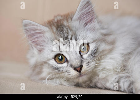 Portrait of playful cat laying on brown sofa. Healthy playful kitty Stock Photo