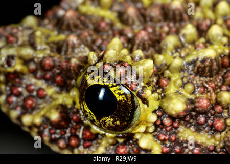 Vietnamese mossy frog (Theloderma corticale) Stock Photo
