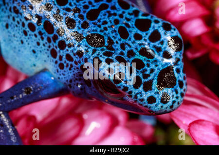 Blue Poison Dart Frog (Dendrobates tinctorius) Stock Photo