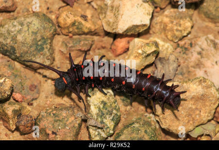 Pipevine Swallowtail caterpillar - Battus philenor on the ground. Stock Photo