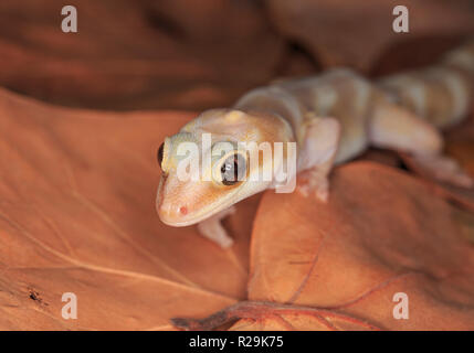 Panther gecko (Paroedura pictus) Stock Photo