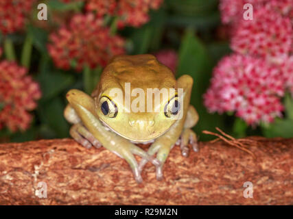 Waxy tree frog (Phyllomedusa sauvagii ) on branch Stock Photo
