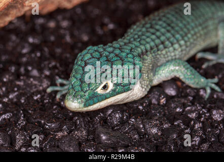 Arboreal Alligator lizard (Abronia graminea)