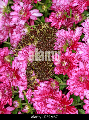 Vietnamese mossy frog (Theloderma corticale) Stock Photo