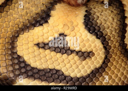 Ball python (Python regius), closeup of scales and skin Stock Photo