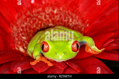 Red-eyed tree frog (Agalychnis callidryas)