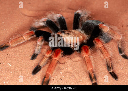 Mexican fireleg (Brachypelma boehmei) Stock Photo