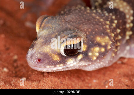 Thick-tailed Gecko (Underwoodisaurus milii) Stock Photo