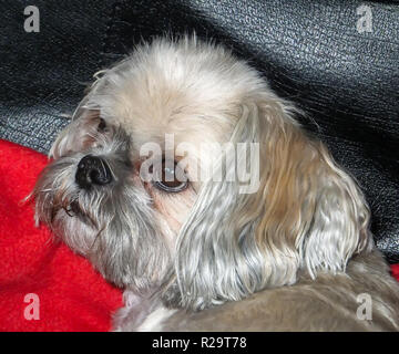 Mim, the Shih Tzu Stock Photo