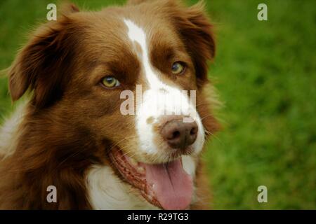 Beautiful Pure Breed Border Collie puppy curiously staring into the camera lens. Stock Photo