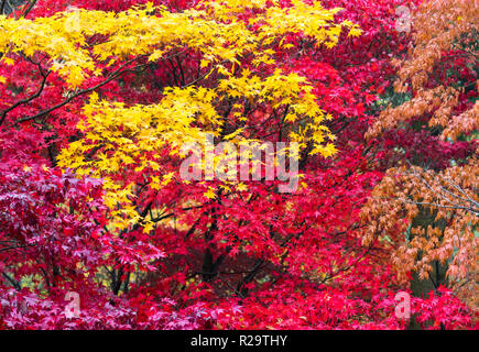 Rich Autumn tree colours of the Japanese Maple (Acer palmatum) and the Tibetan Cherry (Prunus serrula). Queenswood Herefordshire. November 2018 Stock Photo