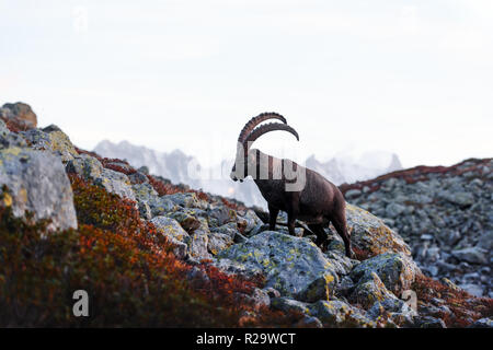 Alpine Carpa Ibex (wild goat) in the France Alps. Monte Bianco range with Mont Blanc mountain on background. Vallon de Berard Nature Preserve Stock Photo