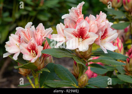 Rhododendron Hybrid Amber Kiss (Rhododendron hybride) Stock Photo