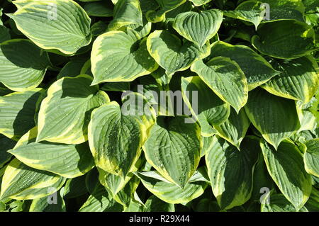 Green and yellow foliage of a Hosta lily Stock Photo