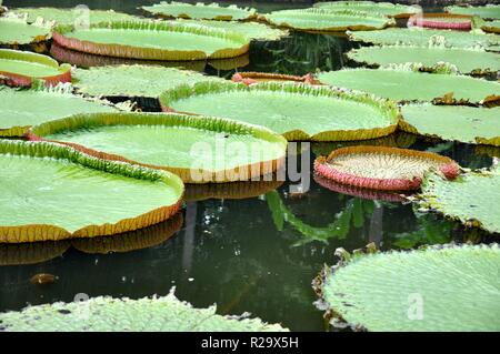 The world's largest floating leaves Stock Photo