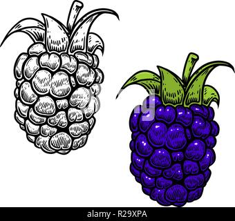 blackberry illustration in engraving style on white background. Design element for logo, label, emblem, sign, nemu, flyer, banner, poster. Vector illu Stock Vector
