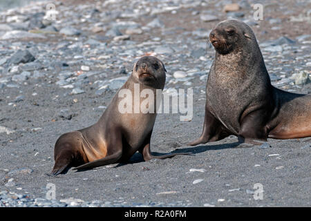 female antarctic fur seal with pup juvenile whalers bay deception island antarctic peninsula antarctica