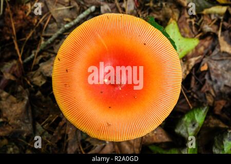 An extraordinarily symmetrical top view of an American Caesars's mushroom, Amanita jacksonii with a beautiful red-orange cap at Yates Mill County Park Stock Photo