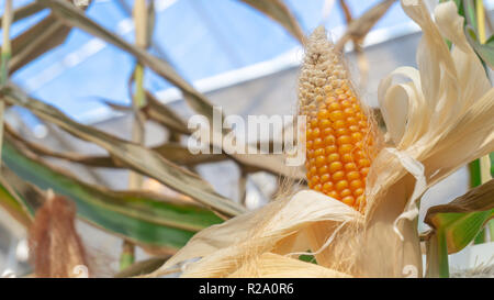 A yellow corncob with dried white peelings, revealing the ripened corn plant ready to eat. Still growing on a stalk indoors. Shows greenhouse windows. Stock Photo