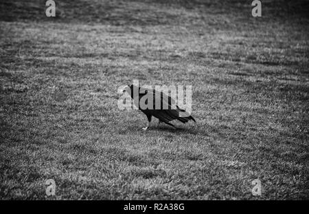 Protected eagle, detail of dangerous bird Stock Photo