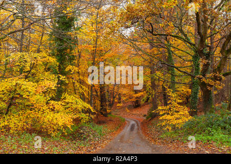 Stunning bright autum tree colours after the rain with a rural road or path leading through the forest. Woodland scene with orange and yellow and red  Stock Photo