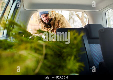 Bearded man loading christmas tree into the trunk of his car, inside view. Hipster puts fir tree into the back of his hatchback. Convertible auto interior with practical folding seats for boot space. Stock Photo