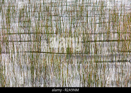 Reed in a pond, Eshaness, Shetland Stock Photo