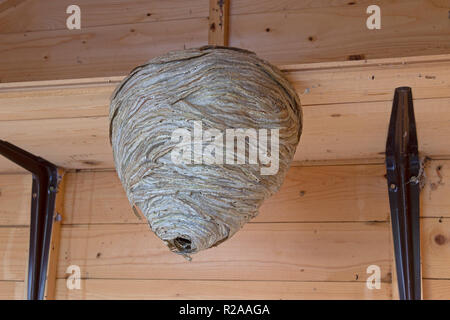 wasps´ nest, Camping Site, Salem, Schleswig-Holstein, Germany Stock Photo