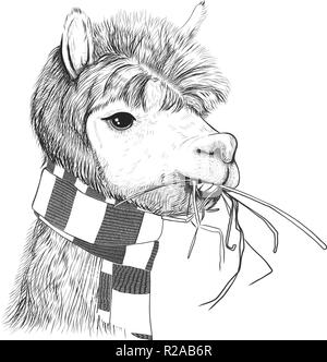 Portrait of alpacas, llamas. Lama in a scarf. Sketch Stock Vector