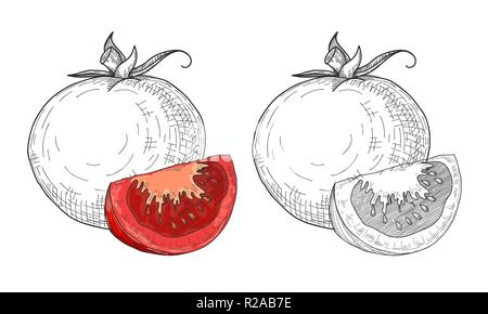 Sketch tomatoes. Tomatoes isolated on white background. Vector Stock Vector