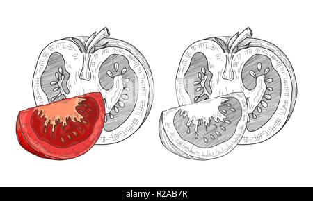 Sketch tomatoes. Tomatoes isolated on white background. Vector Stock Vector