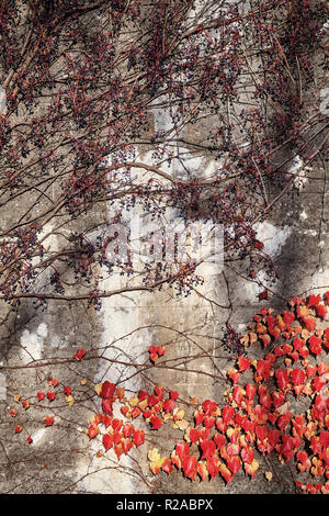 Creepers on an old concrete rough wall. Stock Photo